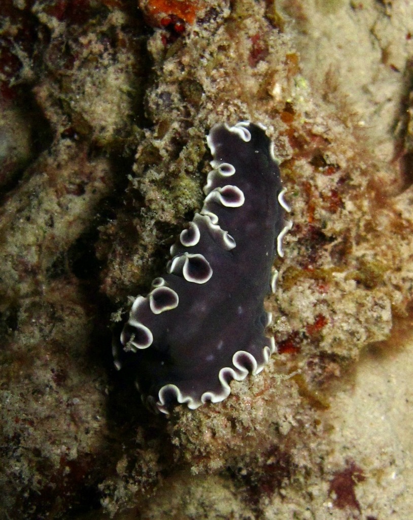 Pseudoceros lactolimbus