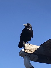 Corvus cryptoleucus