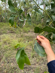 Acacia bancroftiorum