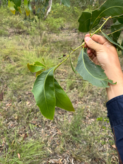 Acacia bancroftiorum, photograph brandon_hewitt, CC BY, iNaturalist via GBIF