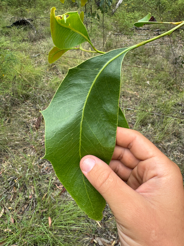 Acacia bancroftiorum, photograph 2