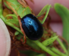 Chrysolina geminata