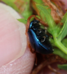 Chrysolina geminata