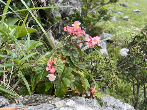Begonia sonderiana, photograph 4