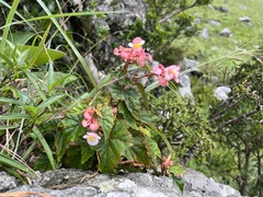 Begonia sonderiana, photograph (c) katuchka, some rights reserved (CC BY)