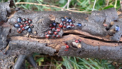 Canthophorus melanopterus