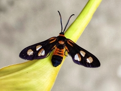 Thyrassia subcordata