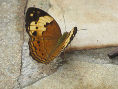 Cupha erymanthis lotis