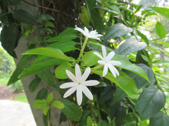 Jasminum elongatum