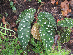 Begonia maculata