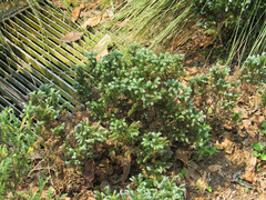 Juniperus squamata