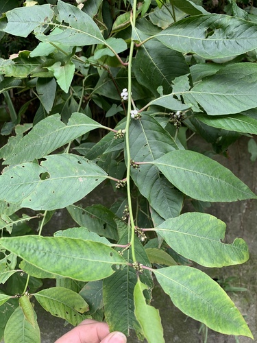 Deeringia polysperma iNat (1)