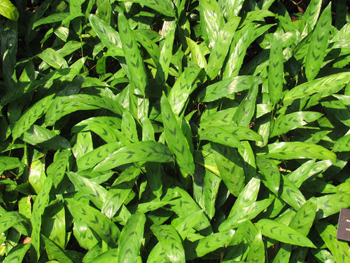 Stachyphrynium repens