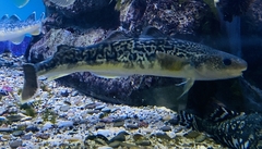 Navaga photo 3