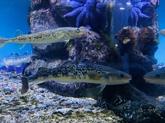 Navaga photo 2