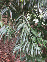 Podocarpus rumphii