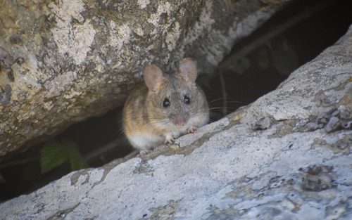 Buenos Aires leaf-eared mouse (Phyllotis bonariensis) — Near Threatened Mammalia