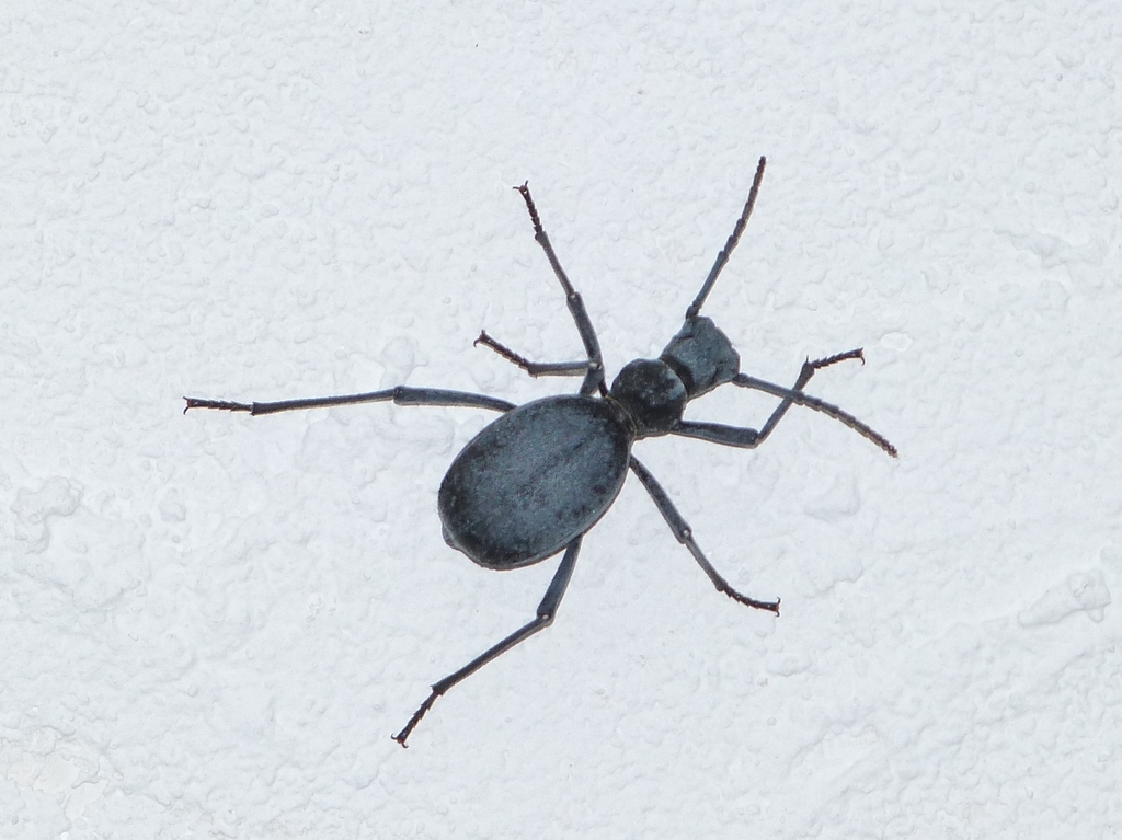 Leptoderis solieri