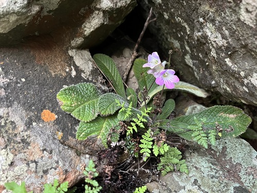 Streptocarpus roseoalbus, photograph 2
