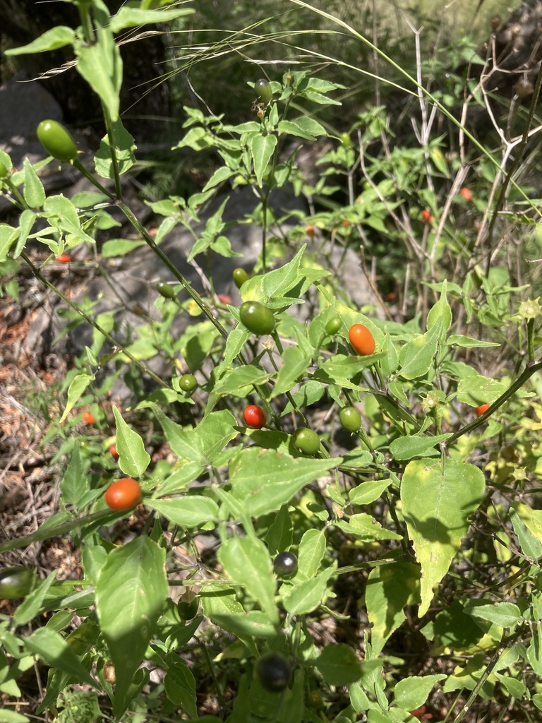 Foto de Aji puta pariu