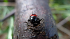 Canthophorus melanopterus