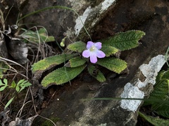 Streptocarpus roseoalbus, photograph katuchka, CC BY, iNaturalist via GBIF