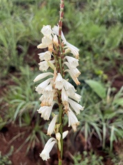 Watson's Watsonia (Watsonia watsonioides)
