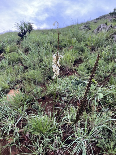 Image of Watsonia watsonioides by (c) katuchka, some rights reserved (CC BY)