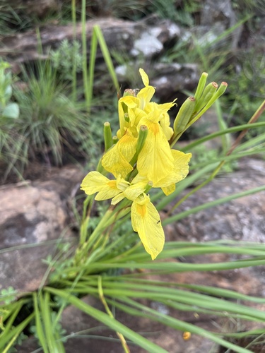 Moraea spathulata, photograph 6