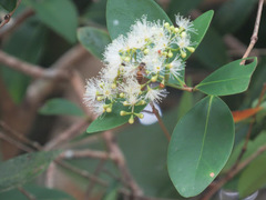 Syzygium muelleri