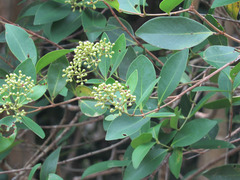 Syzygium muelleri