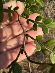 Lime prickly ash (Zanthoxylum fagara)