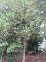 Syzygium muelleri