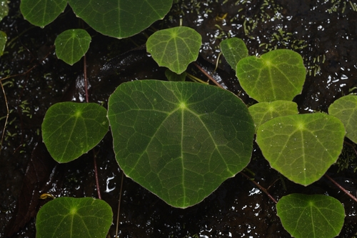 Tropaeolum hirtifolium (Tropaeolum hirtifolium)