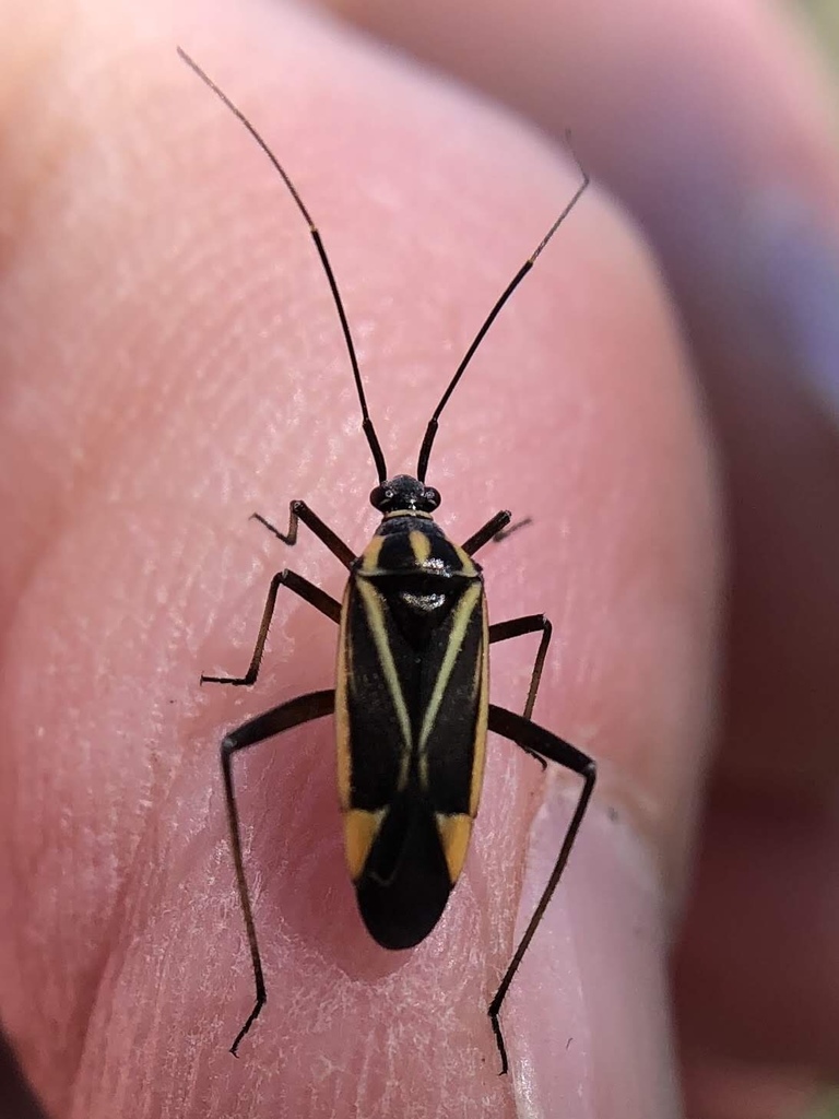 Hadrodemus noualhieri