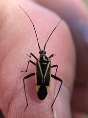 Hadrodemus noualhieri