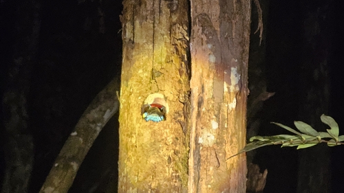 Red-crowned Barbet (Psilopogon rafflesii)