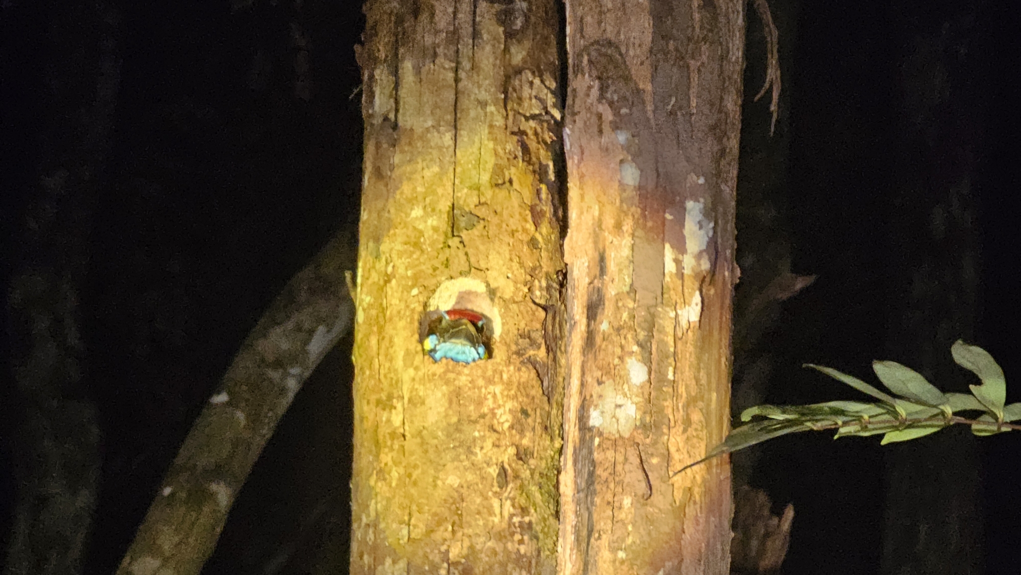 Red-crowned Barbet (Psilopogon rafflesii), photo 1