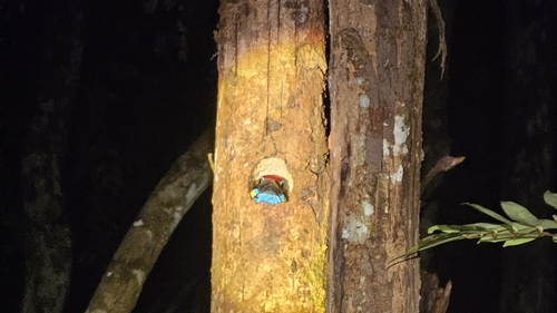 Red-crowned Barbet (Psilopogon rafflesii), photo 2
