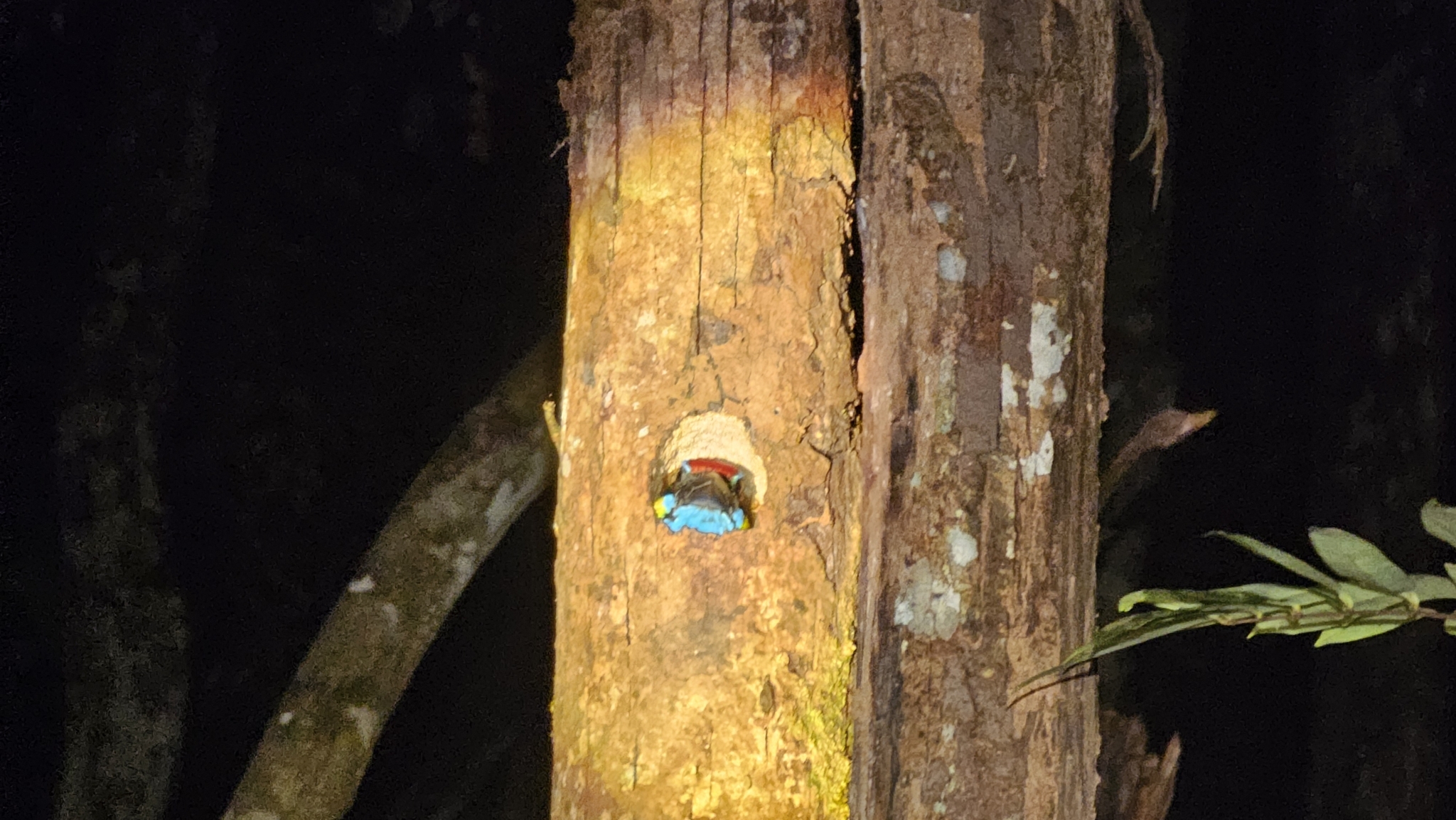 Red-crowned Barbet (Psilopogon rafflesii), photo 2