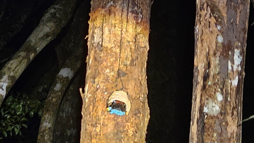 Red-crowned Barbet (Psilopogon rafflesii), photo 3