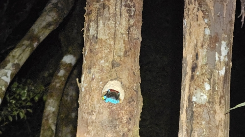 Red-crowned Barbet (Psilopogon rafflesii), photo 5