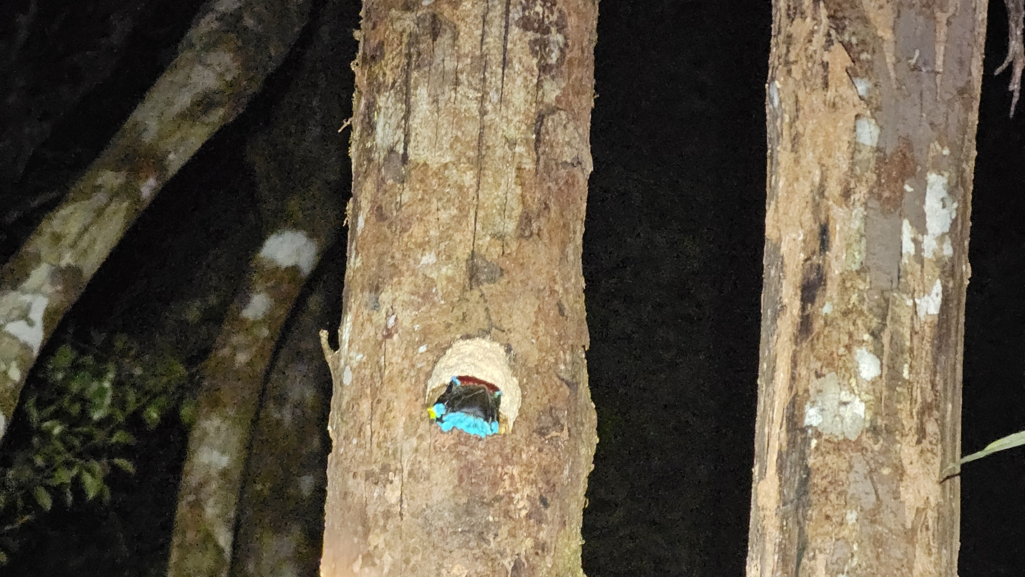 Red-crowned Barbet (Psilopogon rafflesii), photo 7