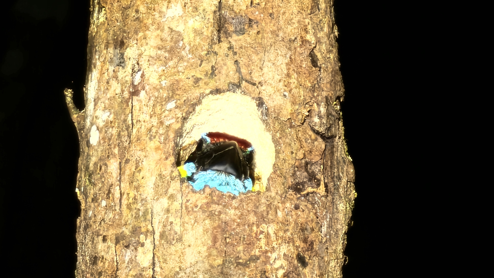 Red-crowned Barbet (Psilopogon rafflesii), photo 8