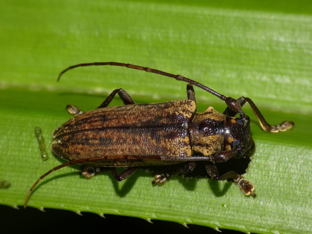 Notomulciber carpentariae