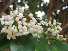 Parameria