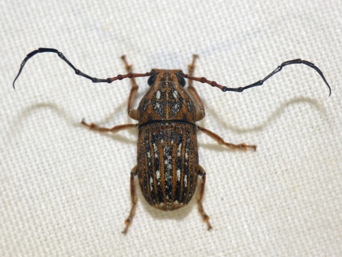 Phloeobius gigas, 2025-02-05