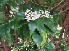 Parameria