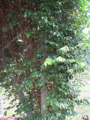 Parameria