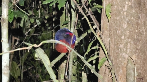 Garnet Pitta (Erythropitta granatina), photo 8